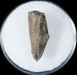 Edmontosaurus (Duck-Billed Dinosaur) Tooth #13317-2